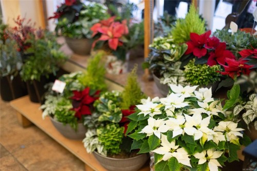 102-2187 Oak Bay Ave, Oak Bay, BC 