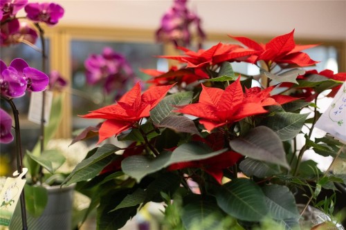 102-2187 Oak Bay Ave, Oak Bay, BC 