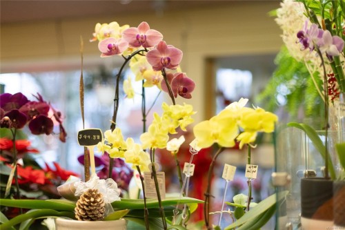 102-2187 Oak Bay Ave, Oak Bay, BC 