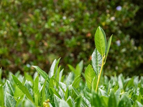 25-1286 Tolmie Ave, Saanich, BC 