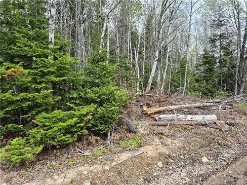0 Banks Rd, Durham Bridge, NB 