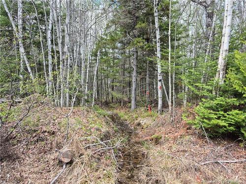 0 Banks Rd, Durham Bridge, NB 