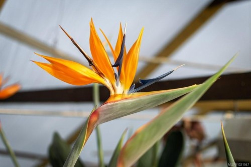 2012 Anderton Rd, Comox, BC 