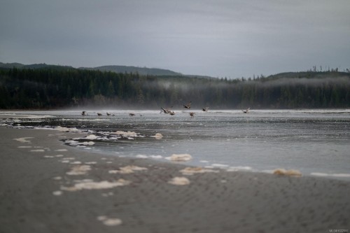 230 Clutus Rd, Bamfield, BC 