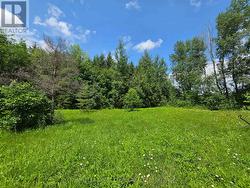 The backyard. - 
