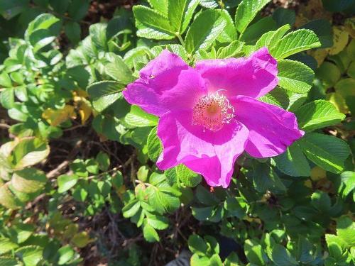 Lot 31 Belfry Lake Road, Gabarus Lake, NS 