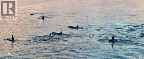 8B 1000 Sookepoint Pl, Sooke, BC - Outdoor With Body Of Water With View