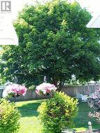 Summer Days - back yard in bloom - 