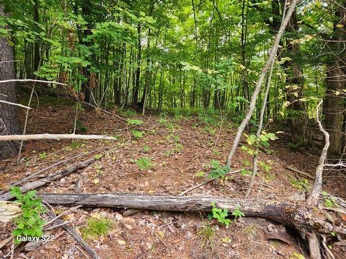 Wooded area - 1770 Mtée Paiement, Val-Des-Monts, QC 