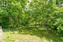 backyard beyond driveway in summer - 