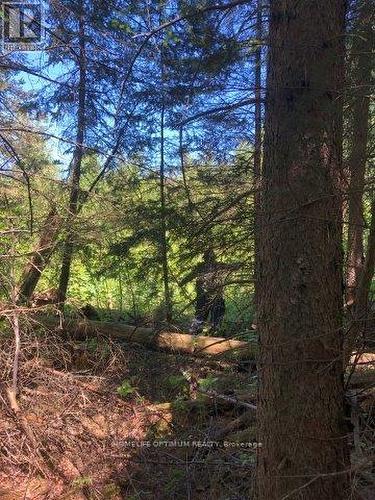 38.24 Acres - Pcl 24640 N/A, Timmins, ON 