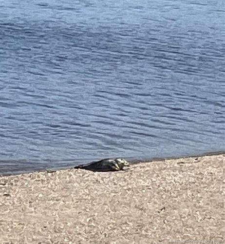 458 Summer St, Saint John, NB 