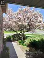 Magnificent Magnolia - 