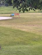 Mother nature at your back yard - 