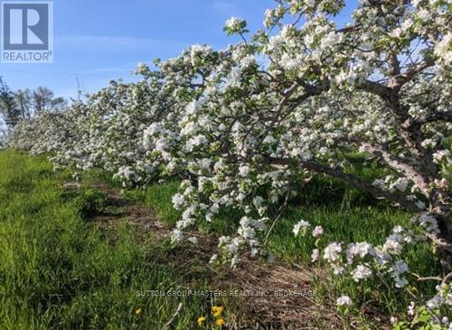 Apple Orchard on Bayshore Rd heading toward proper - 224 Bayshore Road, Greater Napanee (Greater Napanee), ON 