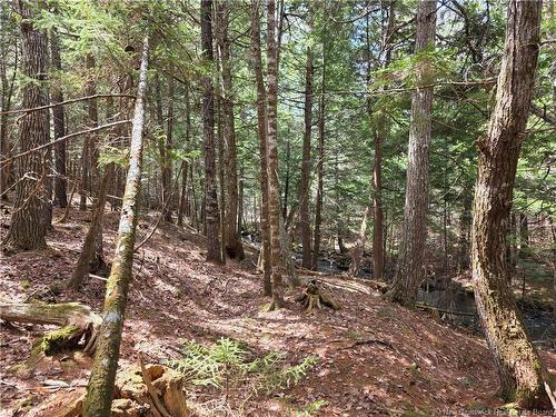 00 Crest Ave, Heathland, NB 
