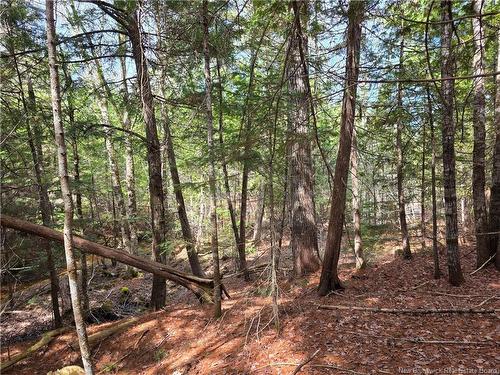 00 Crest Ave, Heathland, NB 