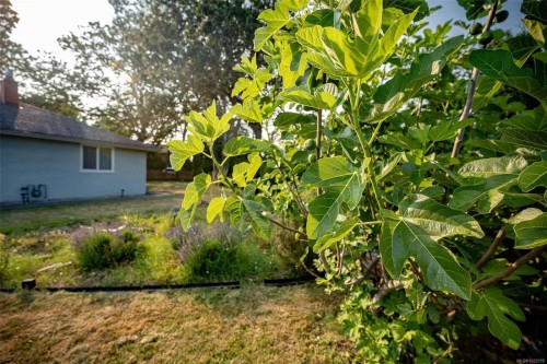 3956 Cedar Hill Cross Rd, Saanich, BC 