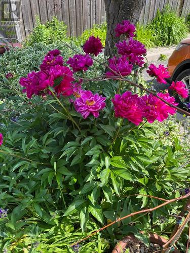 13 Pressed Brick Drive, Brampton, ON - Outdoor