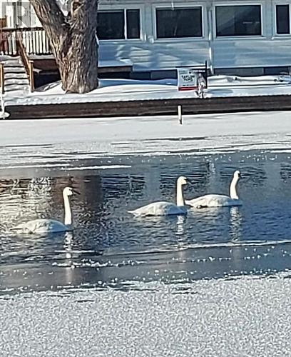 15 NORTH WATER STREET  Kawartha Lakes, ON K0M 1K0