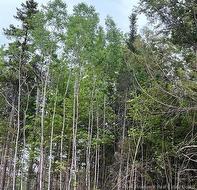 24-02 Chultun CRT  Lower Coverdale, NB E1J 1E5