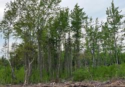 24-03 Chultun CRT  Lower Coverdale, NB E1J 1E5