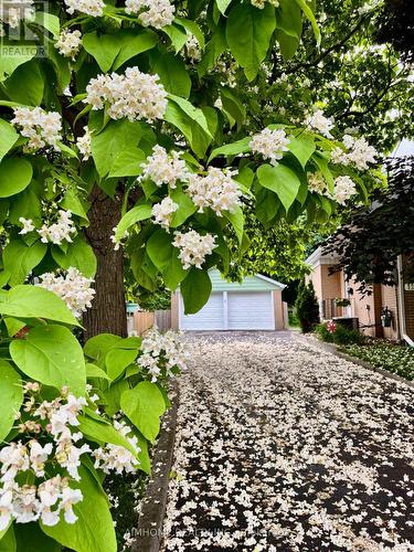 12 Canham Crescent, Toronto, ON - Outdoor