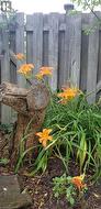 Summer orange flowers - 