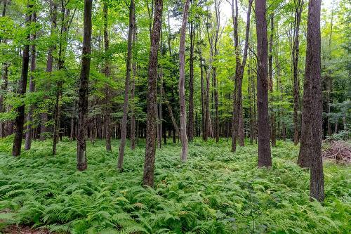 Terre/Terrain - Ch. Élie, Sutton, QC 