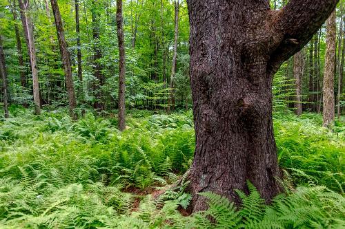Terre/Terrain - Ch. Élie, Sutton, QC 