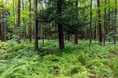 Terre/Terrain - Ch. Élie, Sutton, QC 