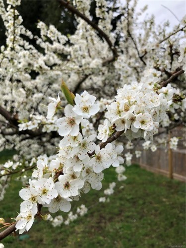 1520 King Rd, Qualicum Beach, BC 