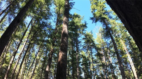 4480 Strachan Rd, Hornby Island, BC 