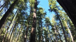 4480 Strachan Rd  Hornby Island, BC V0R 1Z0