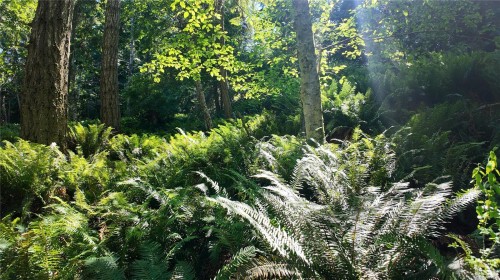 4480 Strachan Rd, Hornby Island, BC 