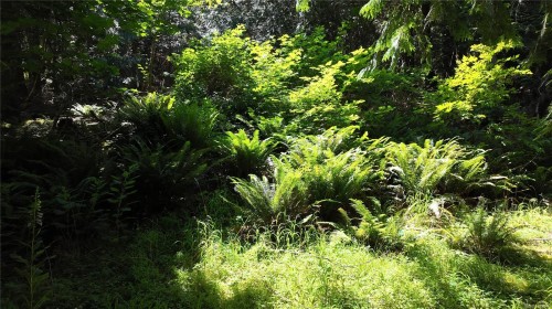 4480 Strachan Rd, Hornby Island, BC 