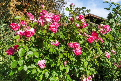 248 Suneagle Dr, Salt Spring, BC 