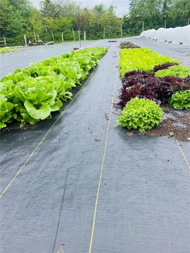 6499 Fitzgerald Rd, Merville, BC 