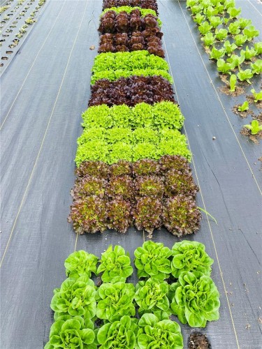 6499 Fitzgerald Rd, Merville, BC 