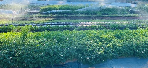 6499 Fitzgerald Rd, Merville, BC 