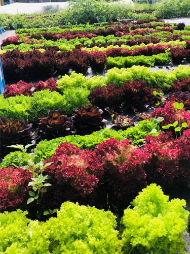 6499 Fitzgerald Rd, Merville, BC 