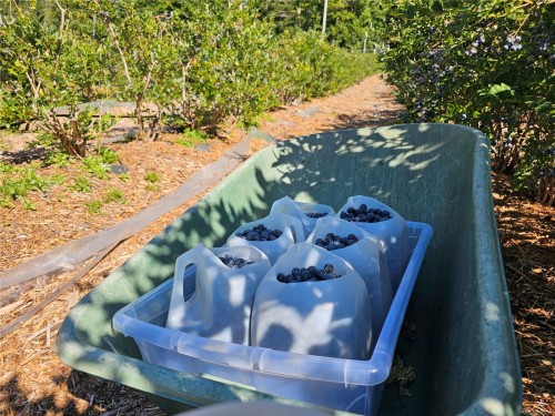 2156 Coleman Rd, Courtenay, BC 