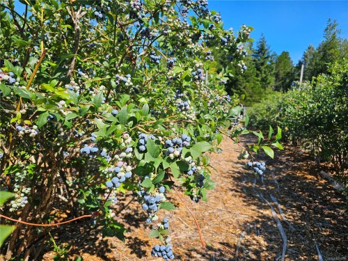 2156 Coleman Rd, Courtenay, BC 