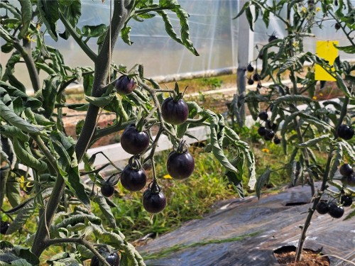 2156 Coleman Rd, Courtenay, BC 