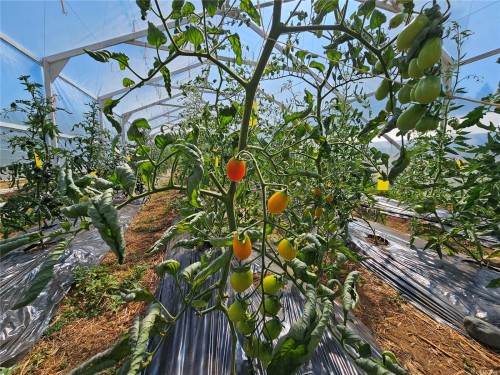 2156 Coleman Rd, Courtenay, BC 