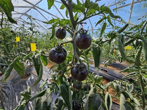 2156 Coleman Rd, Courtenay, BC 