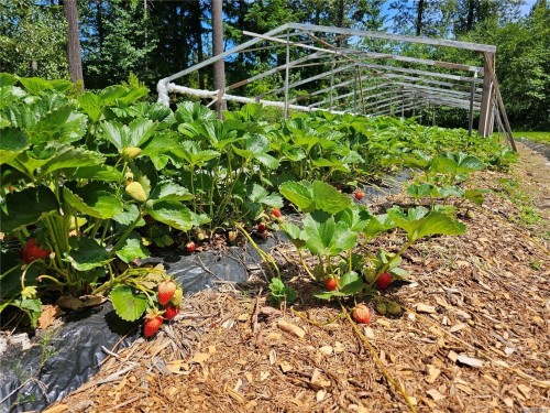 2156 Coleman Rd, Courtenay, BC 