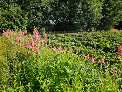 2156 Coleman Rd, Courtenay, BC 