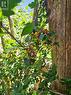 Mature Berry Bushes - 612608 Sideroad 61, Southgate, ON 