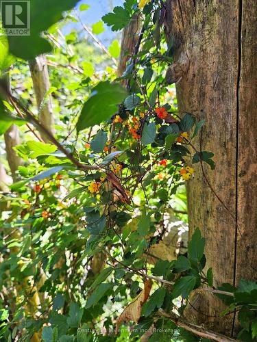 Mature Berry Bushes - 612608 Sideroad 61, Southgate, ON 